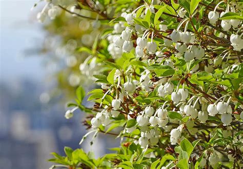 銅樹開花|ドウダンツツジの育て方｜植え替えや肥料の時期は？ 